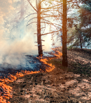 A forest undergoing a controlled burn