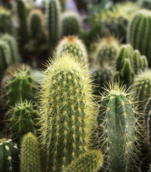 A field of different kinds of green cactuses